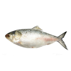 Buy Hilsha-fish--800gm-plus-70016 Online At Best Price