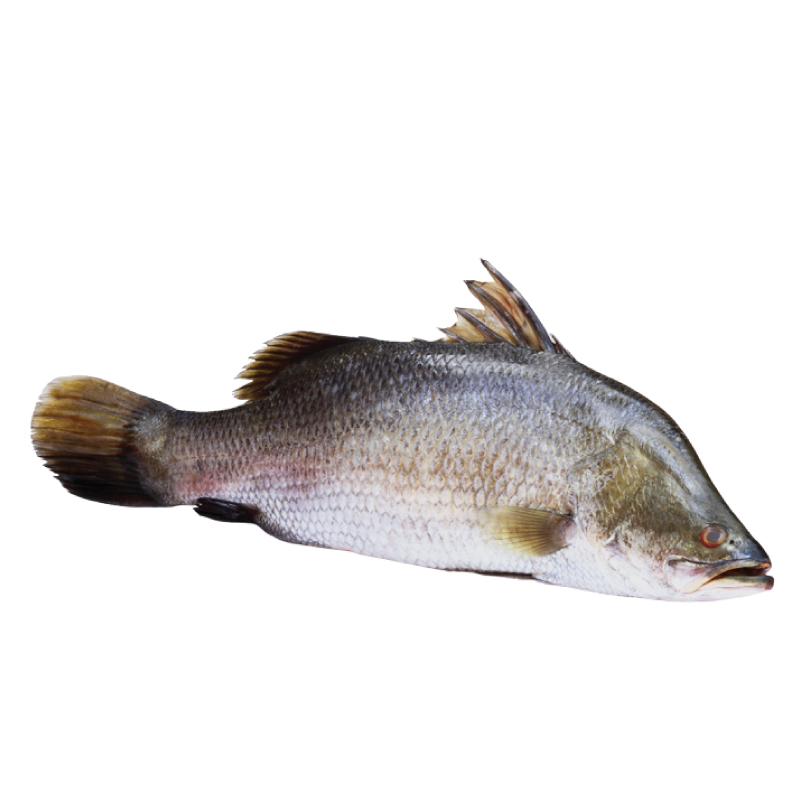 Meat & Fish :: Fish :: Koral Fish 1.35 kg (50gm±) Per Pieces Before Cutting