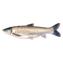 MRIGEL FISH 1.7 KG (50GM±) PER PIECES BEFORE CUTTING