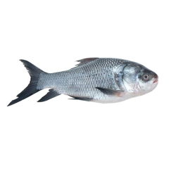 KATOL FISH 1.2 KG (50GM±)PER PIECES BEFORE CUTTING