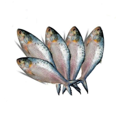HILSHA FISH 400GM+ (PER PIECE)