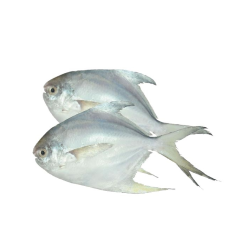 RUPCHANDA FISH 8-10PCS/KG