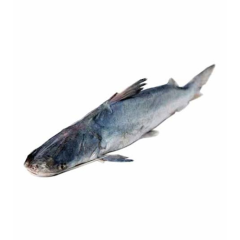 AAIR FISH 1.4 KG (50GM±) PER PIECES BEFORE CUTTING