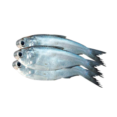 SEA CHAPILLA FISH 20-30PCS/KG