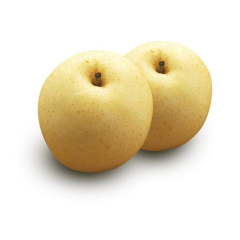 ASIAN PEAR- PER KG