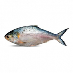 HILSHA FISH 700GM+ (PER PIECES)