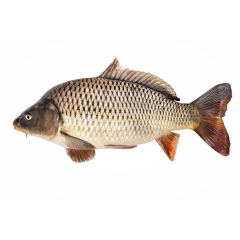 KARFU FISH 1.5 KG (50GM±)PER PIECES BEFORE CUTTING
