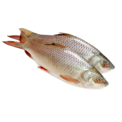 RUI FISH 1.2 KG (50GMÂ±) PER PIECES BEFORE CUTTING