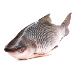 RUI FISH 4.5KG (100GM±)PER PIECES BEFORE CUTTING