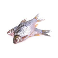 SHORPUTI FISH 3-5PCS/KG CHINA