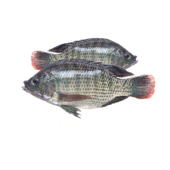 TELAPIA FISH 3-4PCS/KG