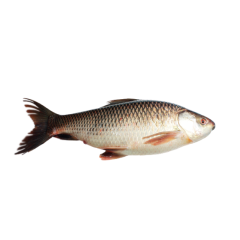 RUI FISH 3.3KG (100GM±) PER PIECES BEFORE CUTTING