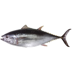 TUNA FISH 1.6 KG (50GMÂ±)Â PER PIECES BEFORE CUTTING