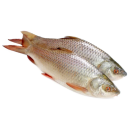 RUI FISH 1.2 KG (50GM±) PER PIECES BEFORE CUTTING