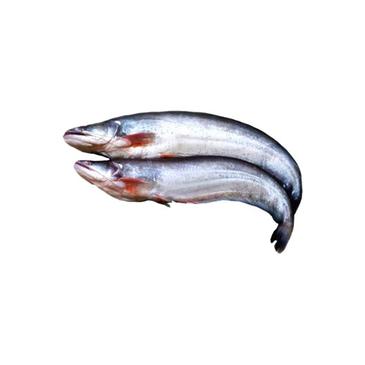 BOAL FISH 700GM PLUS (50GMÂ±) PER PIECES BEFORE CUTTING