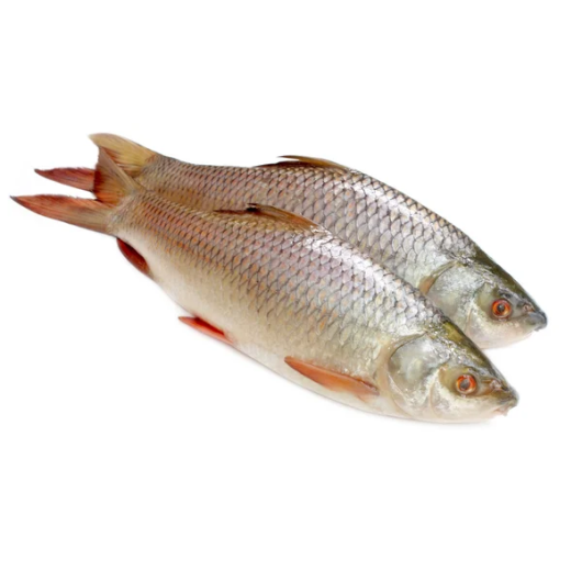 RUI FISH 1.2 KG (50GMÃÂ±) PER PIECES BEFORE CUTTING
