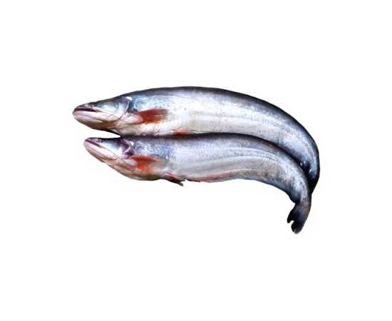 BOAL FISH 700GM PLUS (50GMÂ±) PER PIECES BEFORE CUTTING