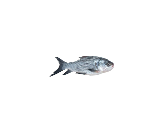KATOL FISH 1.2 KG (50GMÂ±)PER PIECES BEFORE CUTTING