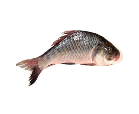 KATOL FISH 2.3 KG (50GÂ±) PER PIECES BEFORE CUTTING