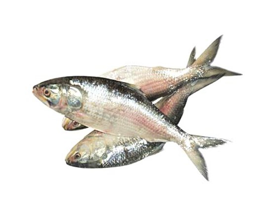 HILSHA FISH 500GM+ (PER PIECE) PER PIECES BEFORE CUTTING