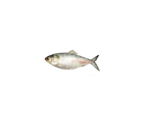 HILSHA FISH 800GM- PLUS PER PIECES BEFORE CUTTING
