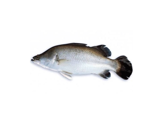 KORAL FISH 2.5 KG (100GMÂ±) PER PIECES BEFORE CUTTING