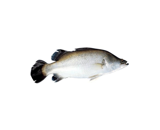 KORAL FISH 4.7KG (100GMÂ±) PER PIECES BEFORE CUTTING
