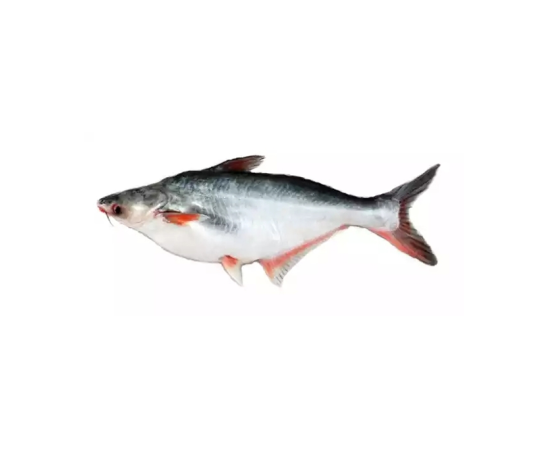 PANGASH FISH 3.5 KG (100GMÂ±) PER PIECES BEFORE CUTTING