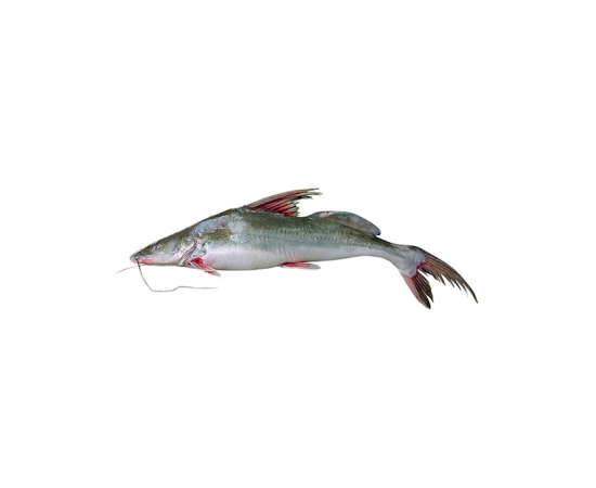 AAIR FISH 2.8 KG (100GM±) PER PIECES BEFORE CUTTING