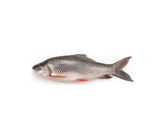 RUI FISH 5-7 KG