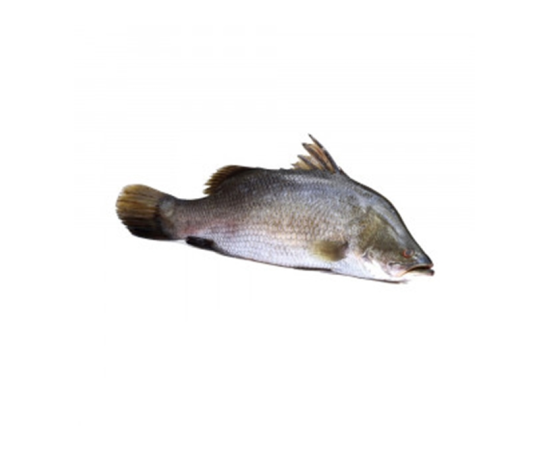 KORAL FISH 0.8 KG (50GMÂ±) PER PIECES BEFORE CUTTING