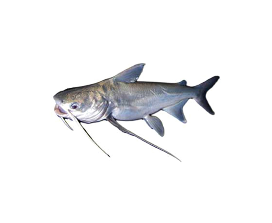 RITHA FISH 1.75 KG (50GMÂ±) PER PIECES BEFORE CUTTING
