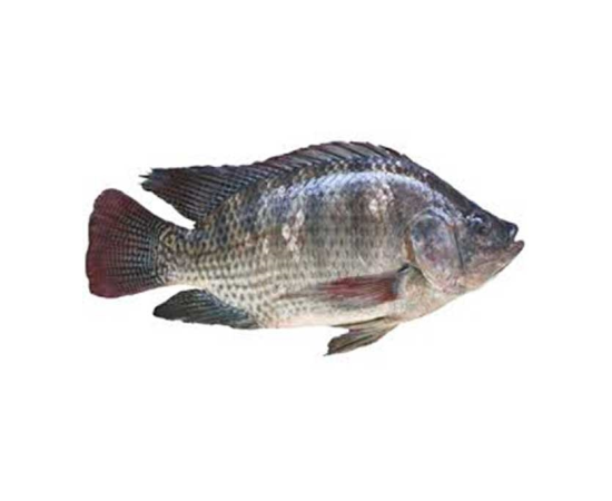 TELAPIA FISH 2-3PCS/KG (BEFORE CUTTING)