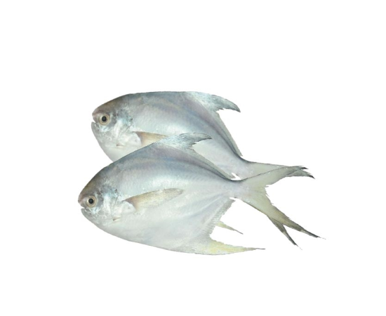 RUPCHANDA FISH 8-10PCS/KG