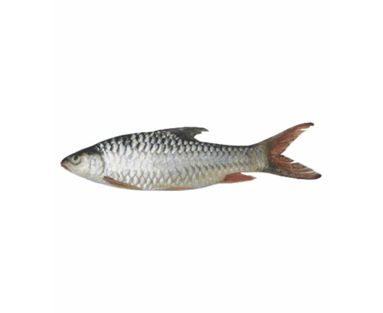 MOHA SHOIL FISH 4 KG (100GM±) PER PIECES BEFORE CUTTING