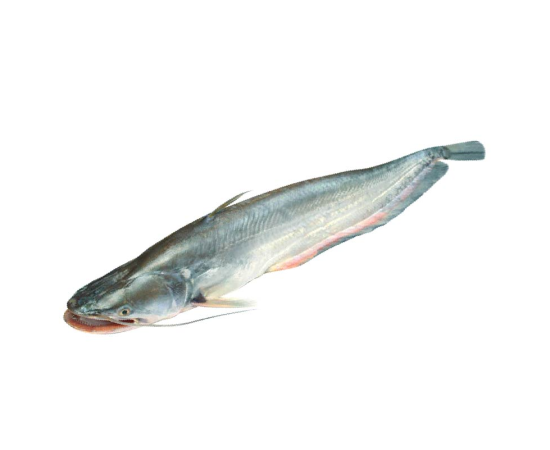 BOAL FISH 2.6 KG (100GM±) PER PIECES BEFORE CUTTING
