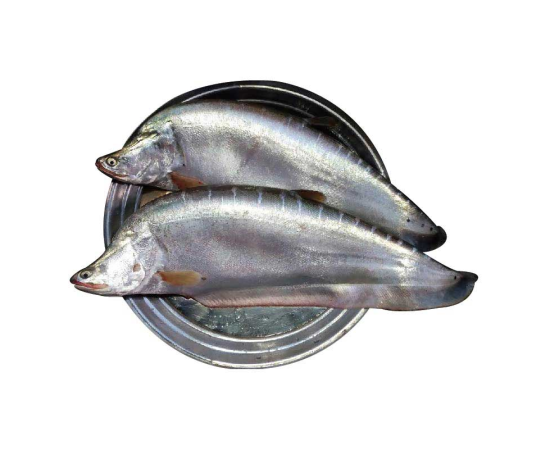 CHITOL FISH 3KG 1PCS