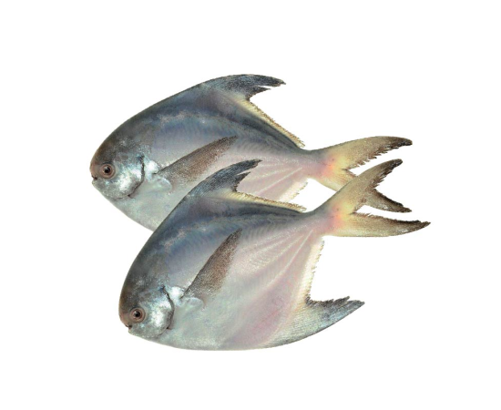 RUPCHANDA FISH 3-5PCS/KG