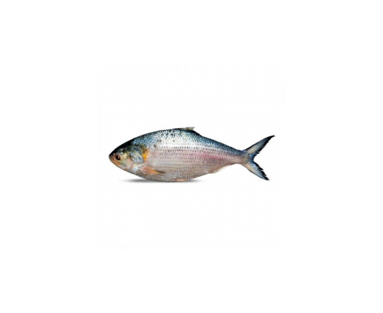 HILSHA FISH 700GM+ (PER PIECES) PER PIECES BEFORE CUTTING