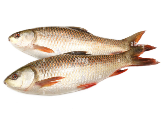 RUI FISH 1.7 KG (50GM±) PER PIECES BEFORE CUTTING