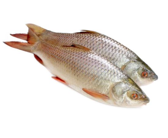 RUI FISH 1.2 KG (50GM±) PER PIECES BEFORE CUTTING