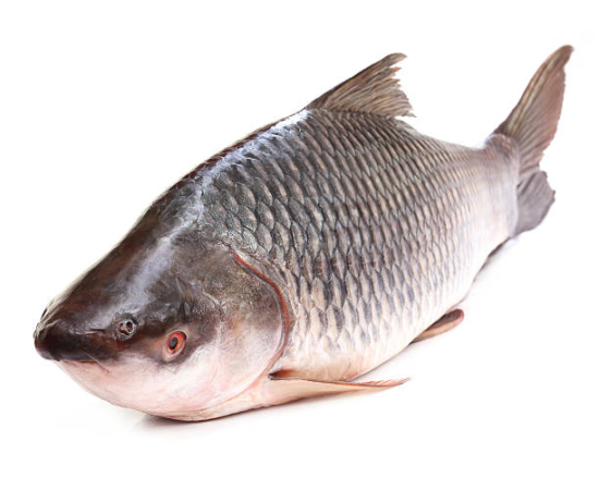 RUI FISH 4.5KG (100GMÃÂ±)PER PIECES BEFORE CUTTING