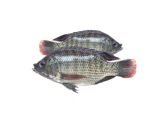 TELAPIA FISH 3-4PCS/KG PER PIECES BEFORE CUTTING