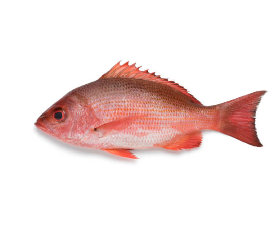 RED SNAPPER 1.7 KG (50GMÂ±) PER PIECES BEFORE CUTTING