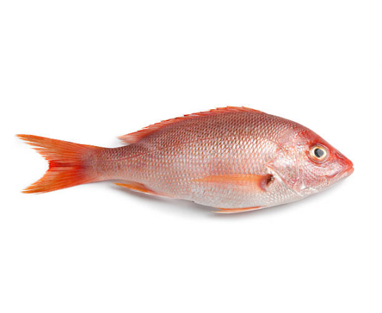 RED SNAPPER 1.7 KG (50GMÂ±) PER PIECES BEFORE CUTTING