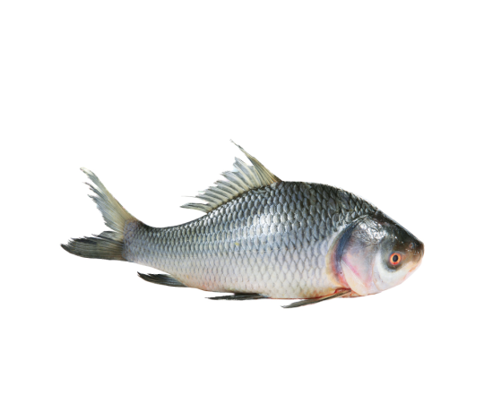 KATOL FISH 3.3KG (100GMÂ±) PER PIECES BEFORE CUTTING