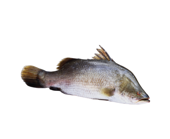KORAL FISH 1.35 KG (50GMÂ±) PER PIECES BEFORE CUTTING