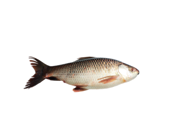 RUI FISH 3.3KG (100GMÂ±) PER PIECES BEFORE CUTTING