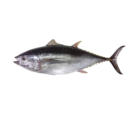 TUNA FISH 1.6 KG (50GMÃÂ±)ÃÂ PER PIECES BEFORE CUTTING